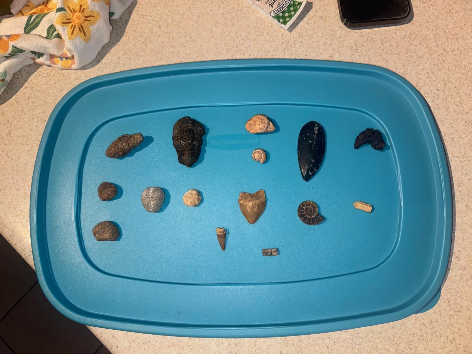 National Geographic Mega Fossil Dig Kit with 15 Genuine Fossils for Kids | 15 Genuine Prehistoric Fossils, Dig Brick, Excavation Tools, Paleontology Learning, Fossil Collection, Birthday Gift customer photo 2