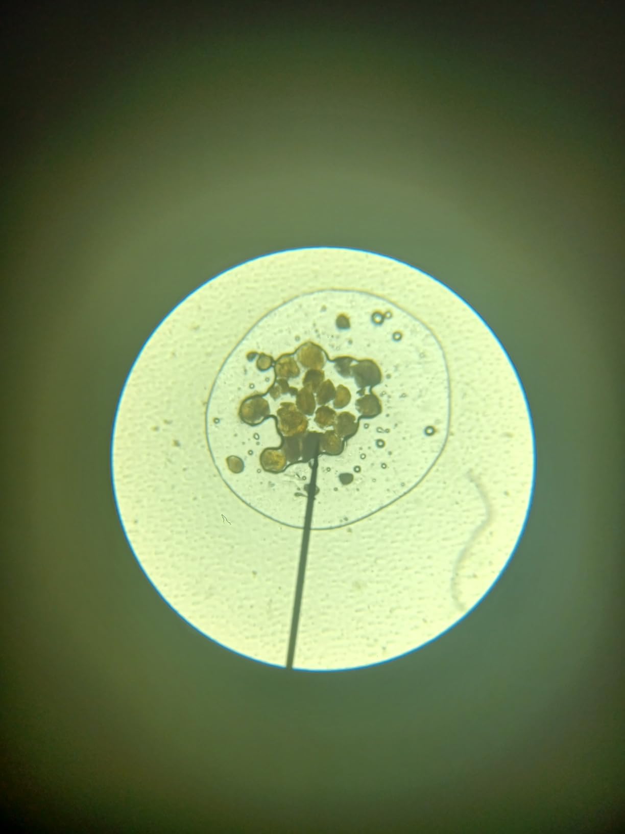 AmScope M162C-2L-PB10-WM Award-Winning Microscope Kit - 40X-1000X Magnification, All-Metal Construction customer photo 1