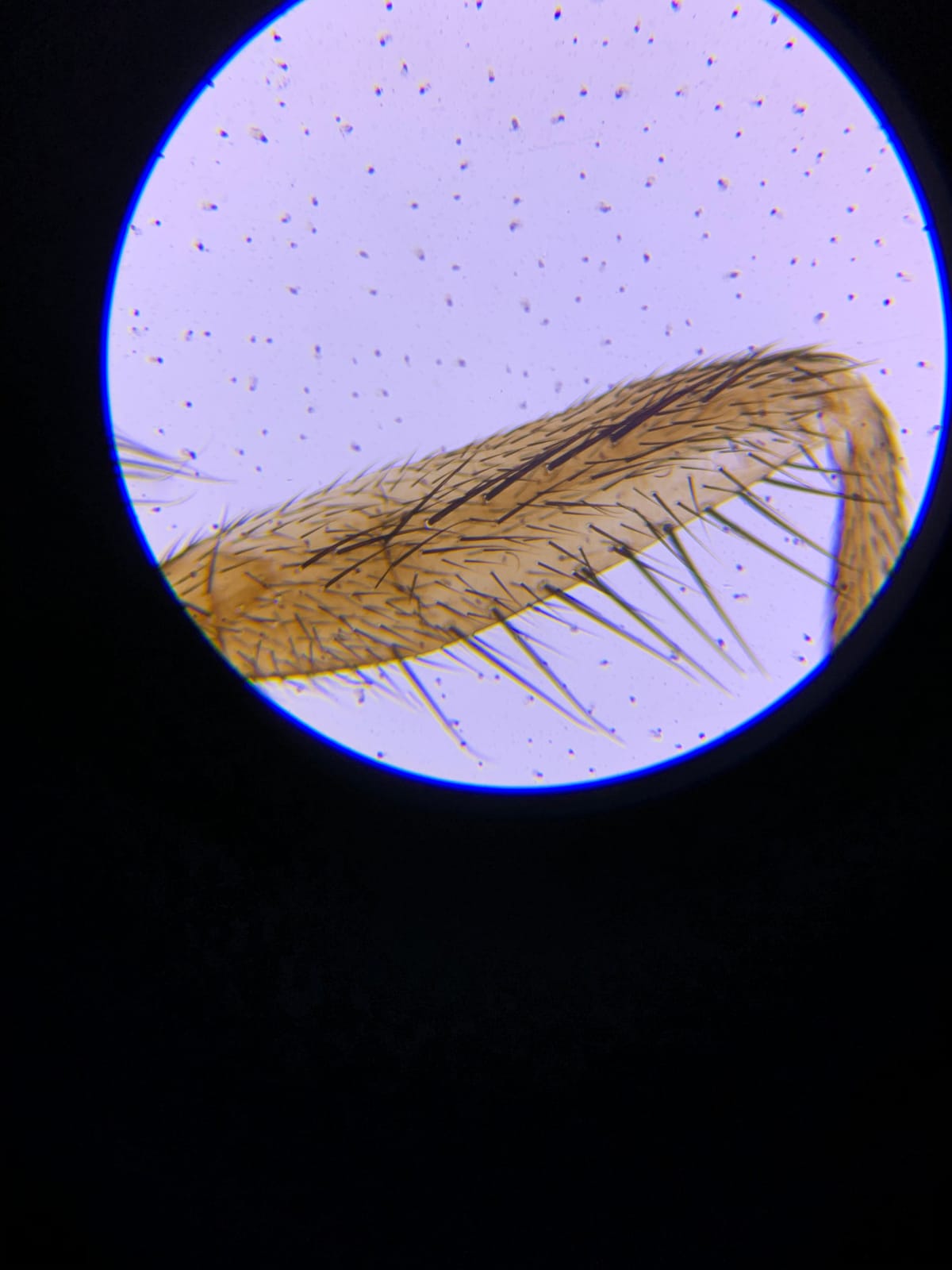 AmScope M162C-2L-PB10-WM Award-Winning Microscope Kit - 40X-1000X Magnification, All-Metal Construction customer photo 2