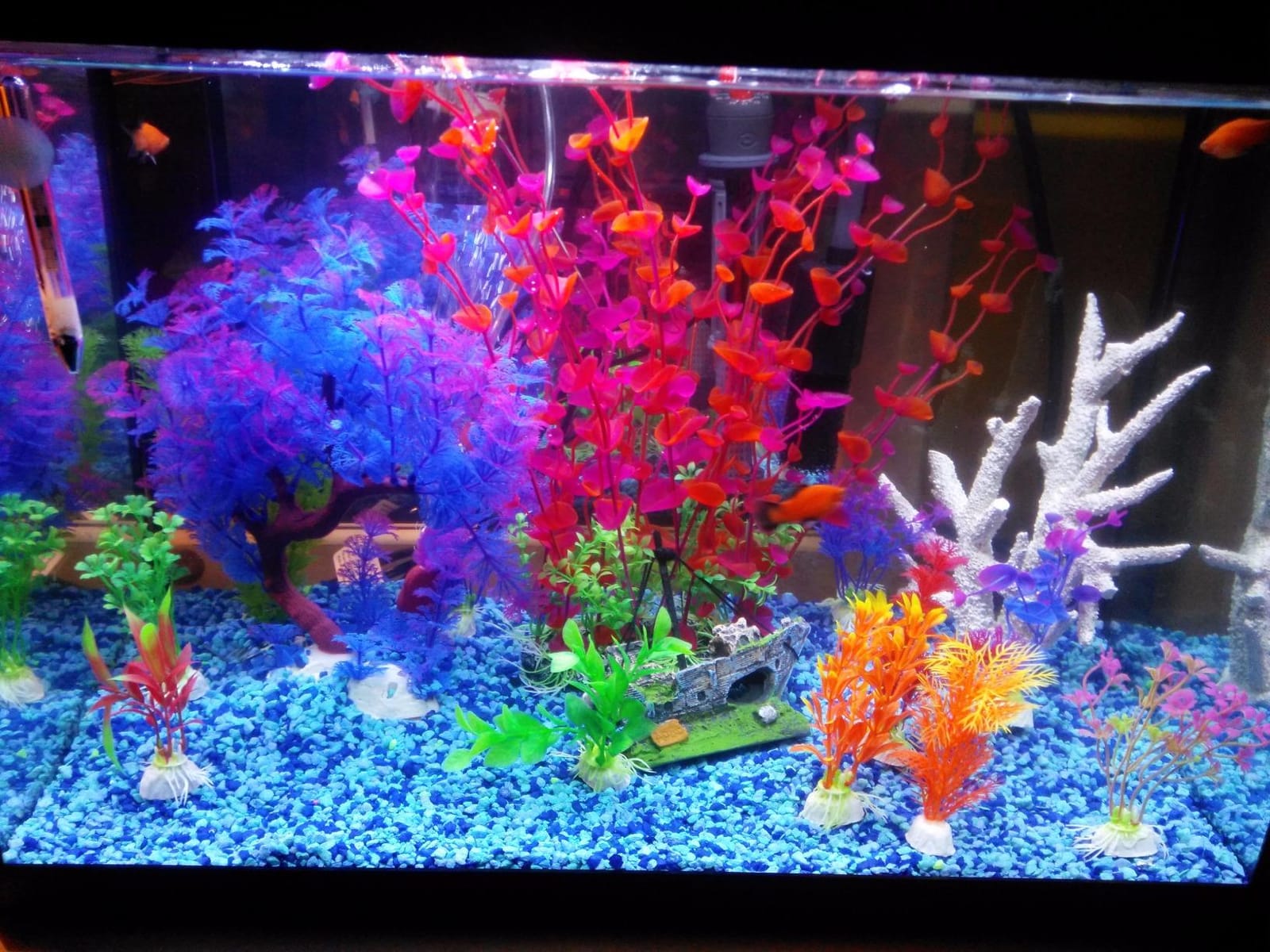 Marina 5 Gallon (19 L) LED Aquarium Kit | Ideal for Beginner Aquarists and New Fish-Keepers customer photo 1