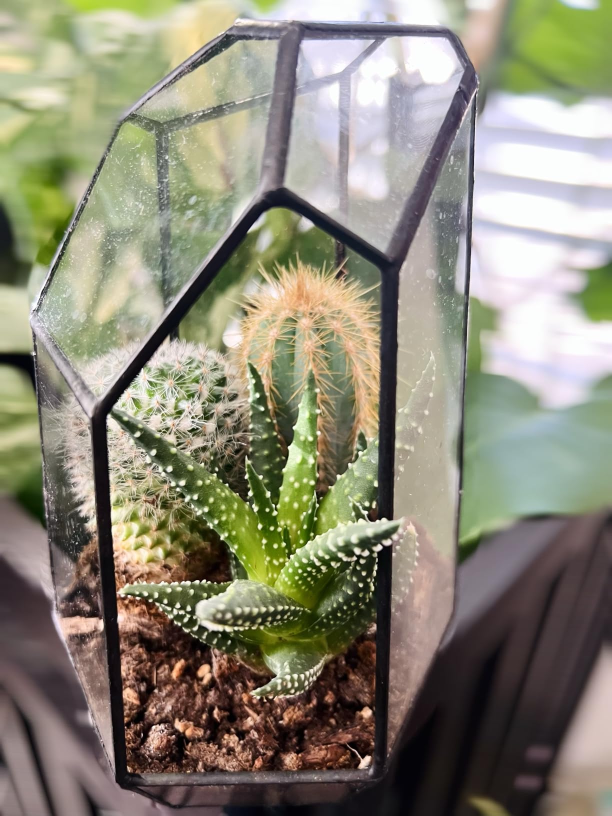 NCYP No Door Geometric Glass Terrarium Planter for Small Succulent, Small Cacti, Black Irregular Opened Terrarium Pot, Indoor Home Garden Office Tabletop Decor, 6.5