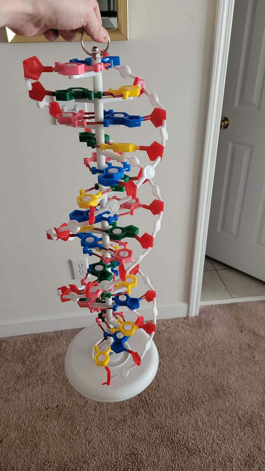 VADNA1 DNA Model(25 x 8 inches) | Mounted on Rotatable, Circular Stand | Made of Durable and Colorful PVC | Phosphate can be Removed customer photo 1