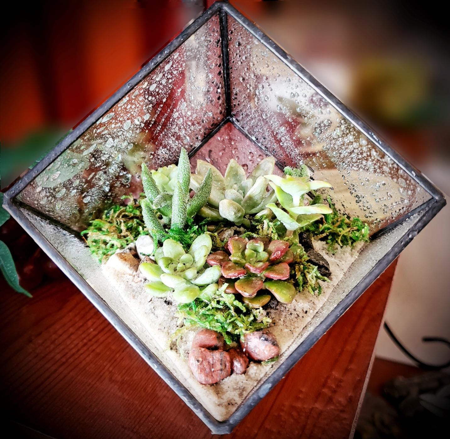 NCYP Small 3.93 Inches Geometric Glass Terrarium Box, Inclined Cube Clear Decorative Planter, Tabletop Air Plant Holder, Succulent Display Flower Pot, Black Centerpiece (No Plants, No Lid) customer photo 1
