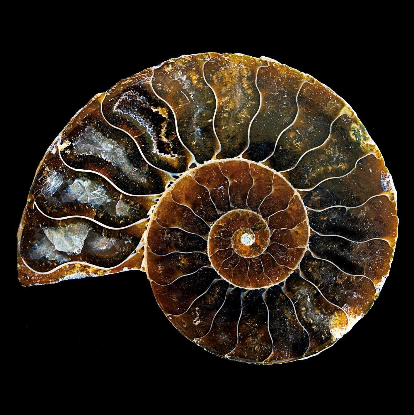 KALIFANO Extinct Natural Polished Ammonite Shell Pair Fossil Stone - Mineral from Madagascar with Feng Shui Healing Properties customer photo 1