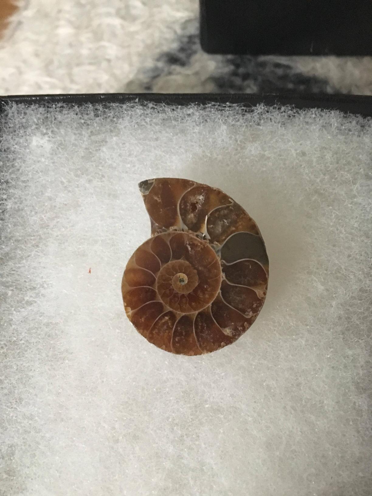 KALIFANO Extinct Natural Polished Ammonite Shell Pair Fossil Stone - Mineral from Madagascar with Feng Shui Healing Properties customer photo 2
