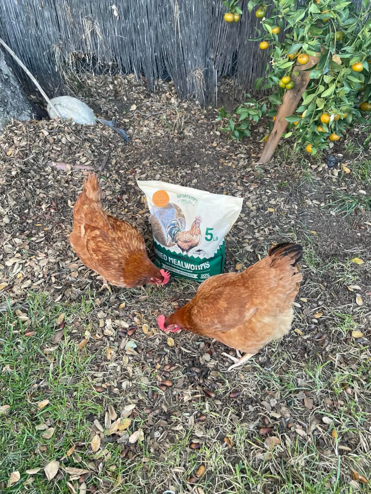 Hatortempt 5lb Dried Mealworms for Chickens & Wild Birds, Chicken Feed | High-Protein Chicken Food - Meal Worms Fed an Organic Diet - Hand Inspected Treats for Laying Hens & Ducks - 2 Yr Shelf Life customer photo 2