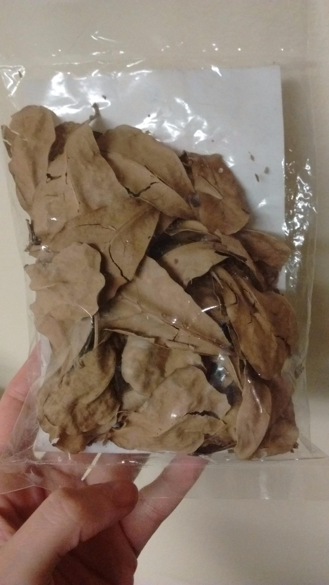 SunGrow 50 pcs Catappa Indian Almond Leaves - 2