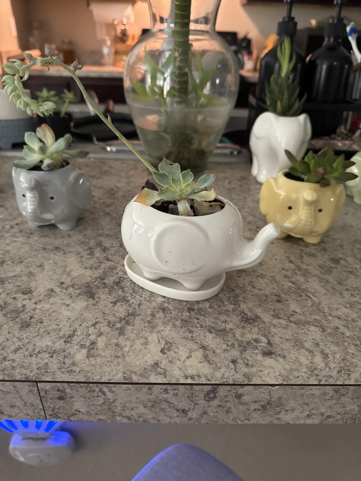 GeLive White Hippo Planter Mini Ceramic Succulent Plant Pot with Tray Saucer Decorative Flower Vase Fun Animal Decor customer photo 1