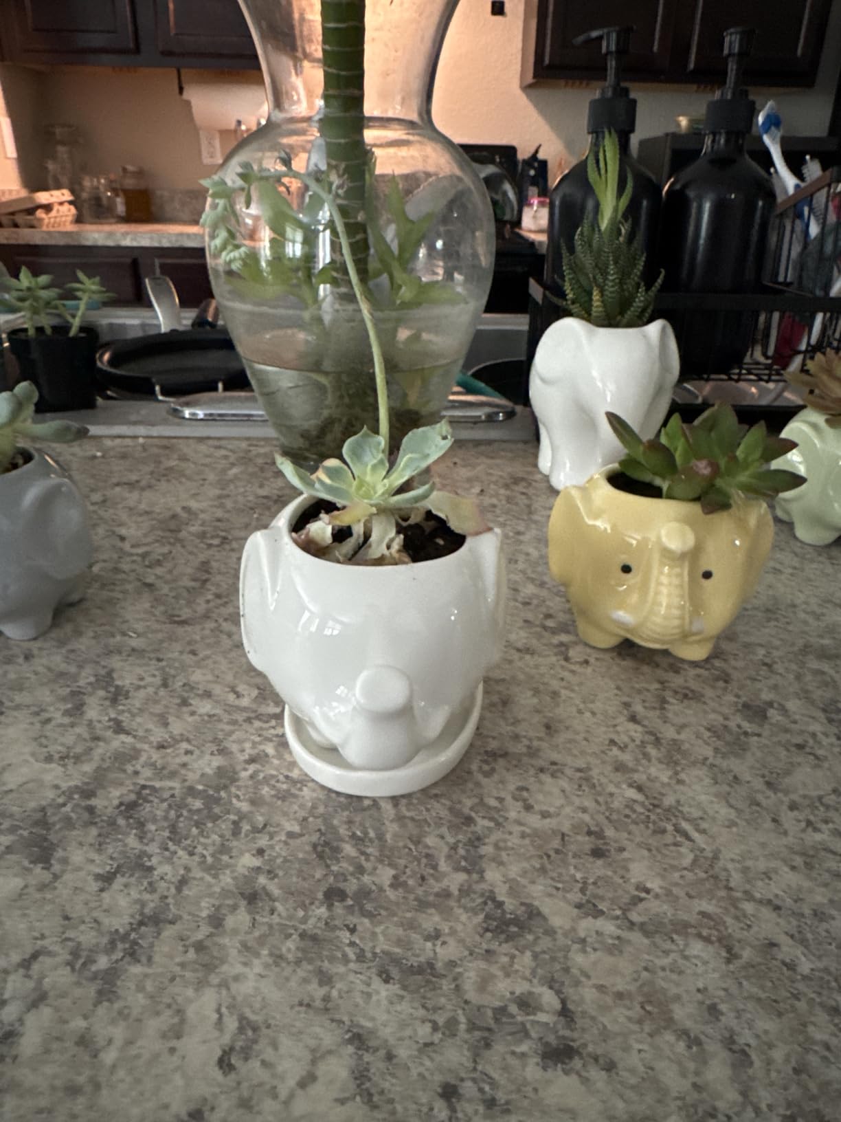 GeLive White Hippo Planter Mini Ceramic Succulent Plant Pot with Tray Saucer Decorative Flower Vase Fun Animal Decor customer photo 2