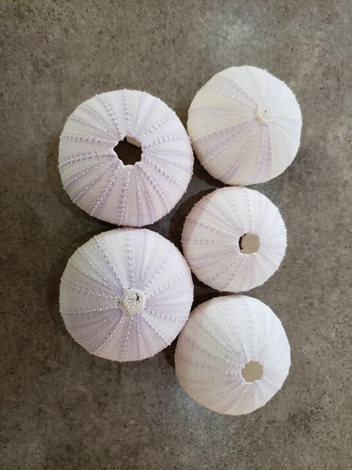 Nautical Crush Trading Sea Urchins Shells for Air Plants - 5 Purple (1.5-2.5