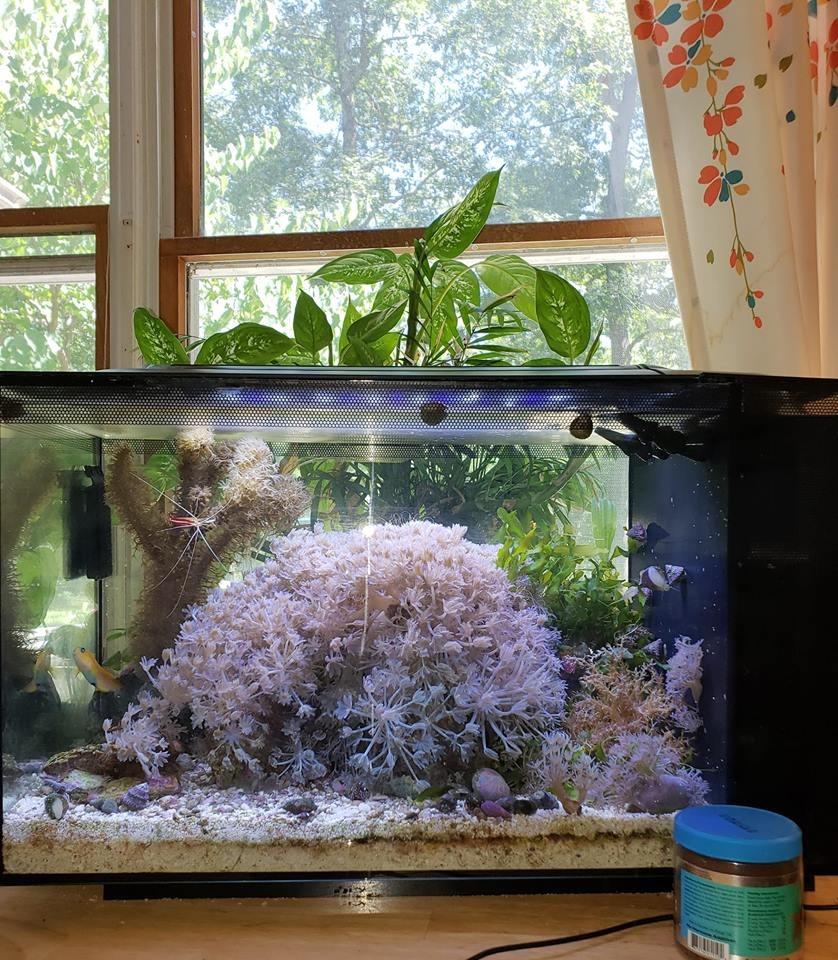 Fluval Evo XII Saltwater Aquarium Kit, 13.5 Gal. - Saltwater Fish Tank with Reef-Capable LED, Efficient 3-Stage Filtration and Seamlessly Integrated Hardware customer photo 1