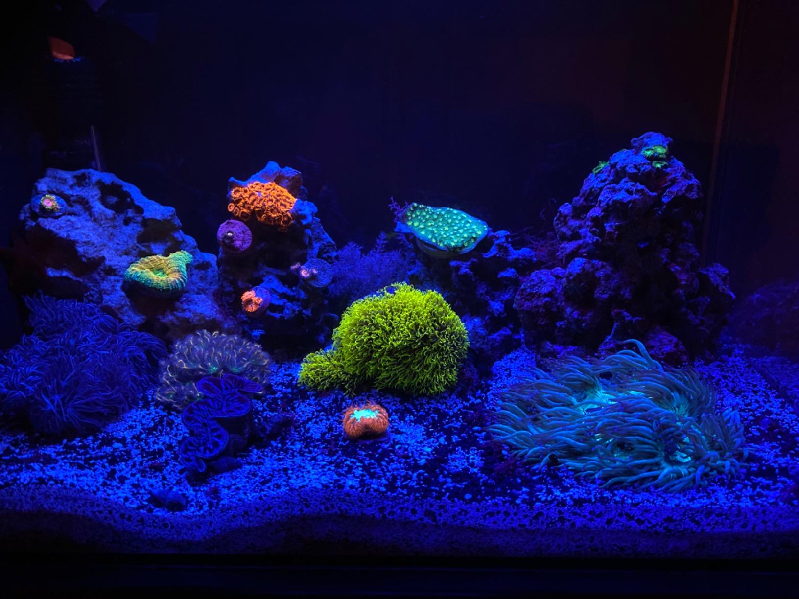 Fluval Evo XII Saltwater Aquarium Kit, 13.5 Gal. - Saltwater Fish Tank with Reef-Capable LED, Efficient 3-Stage Filtration and Seamlessly Integrated Hardware customer photo 2