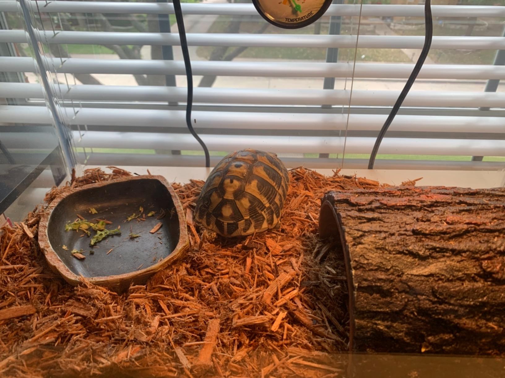 Zilla 10 Gallon Pet Reptile Starter Habitat Kit with Light and Heat for Small Desert Dwelling Animals customer photo 1
