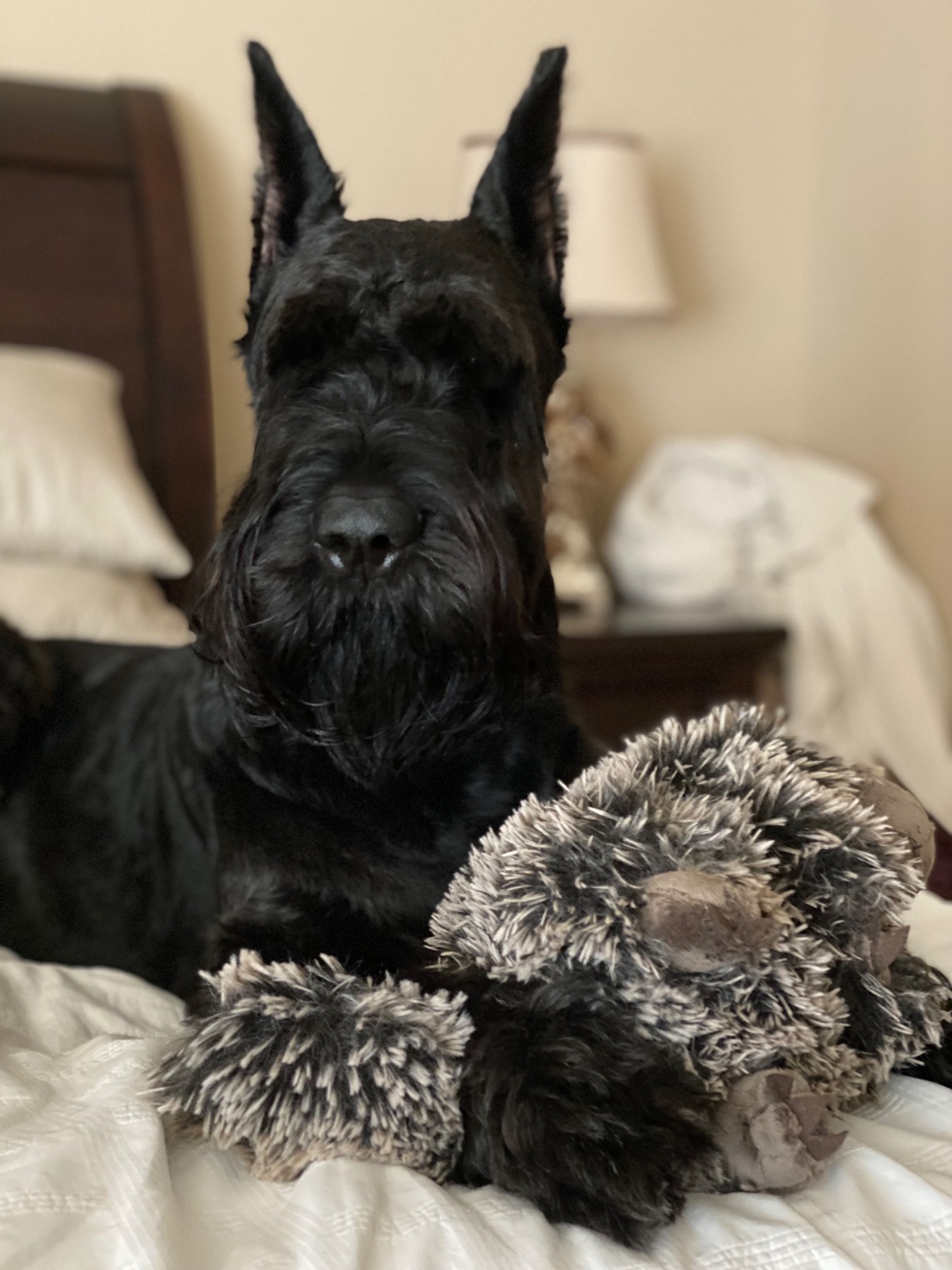 Wild Republic Porcupine Plush, Stuffed Animal, Plush Toy, Gifts for Kids, Cuddlekins 12 Inches customer photo 1