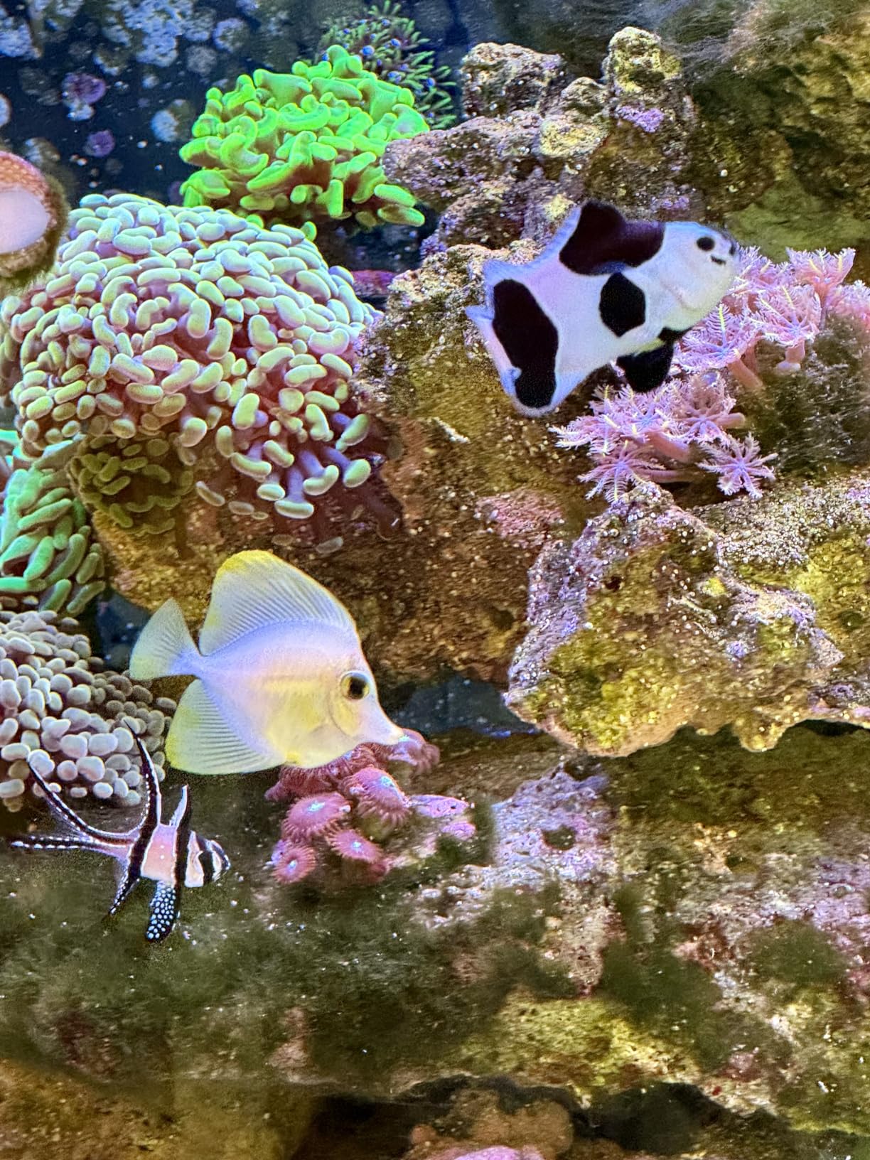 Coralife BioCube, Aquarium Kit, Integrated 24-hour Timer, Customizable LED Lighting, for Saltwater and Freshwater Environments, 32 Gallon customer photo 1