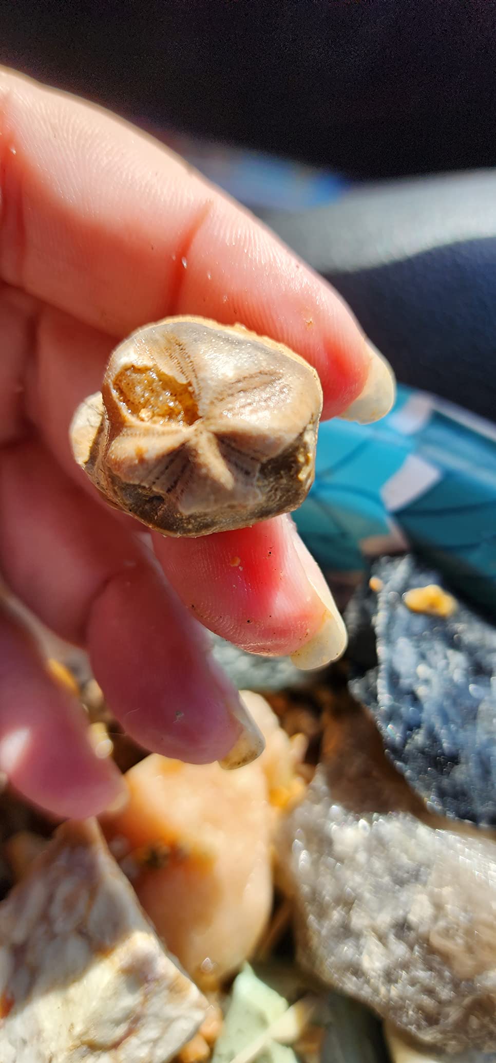Adult Geology Kit: Rocks, Minerals, Fossils, Crystals & Shark Teeth customer photo 1