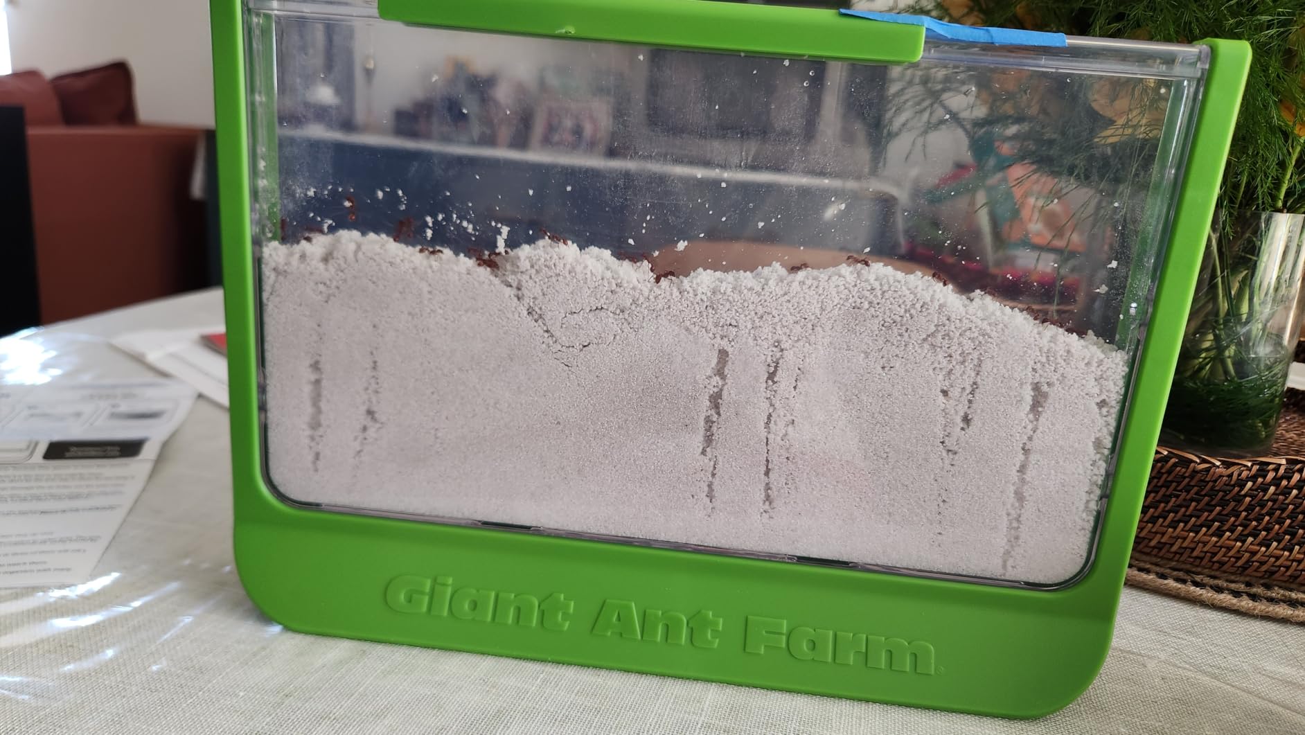 Uncle Milton Giant Ant Farm - Large Viewing Area - Care for Live Ants - Nature Learning Toy - Science DIY Toy Kit - Great Gift for Boys & Girls, Green customer photo 2