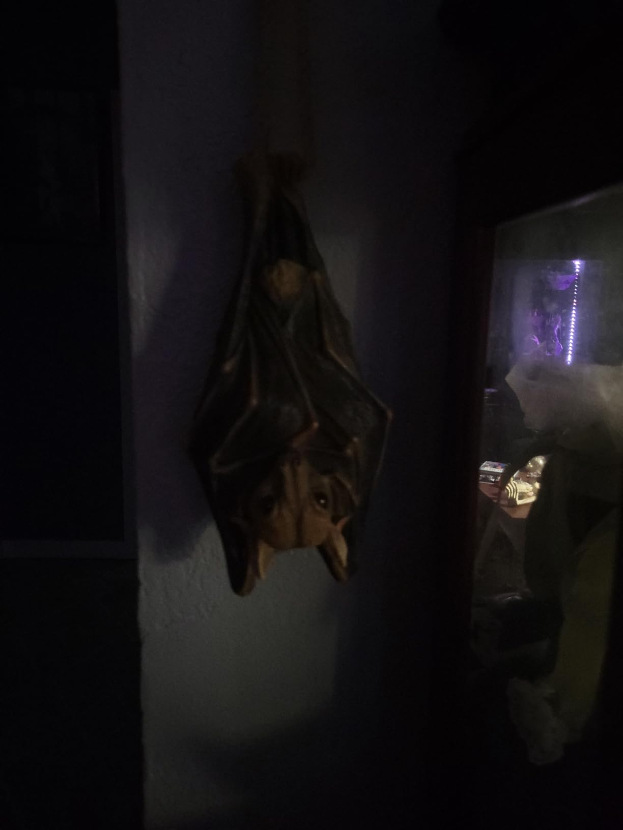 Design Toscano QM28985 Vampire Bat - Hanging Mega Bat Sculpture - Bat Figure - Halloween Bats, full color customer photo 1