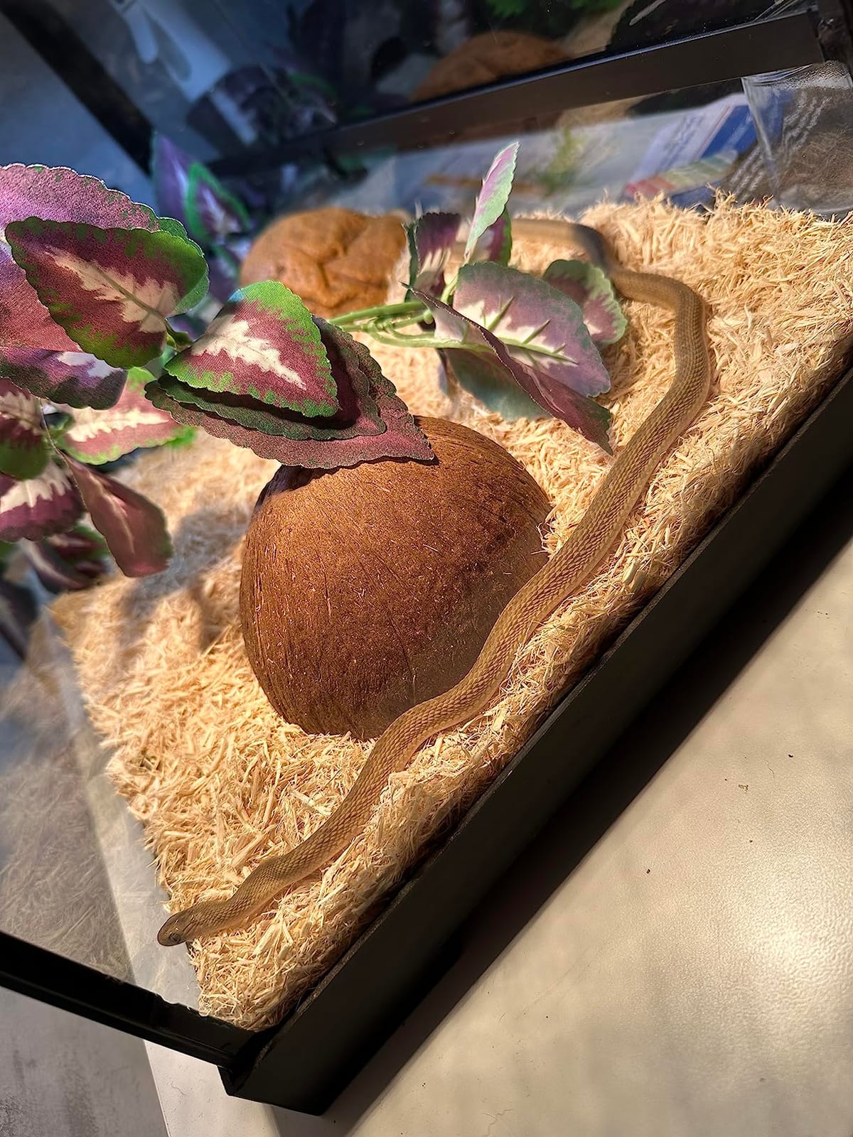 2 Pack Natural Coconut Reptile Hideouts, Lizard, Spider and Aquarium Fish Hide Cave customer photo 1