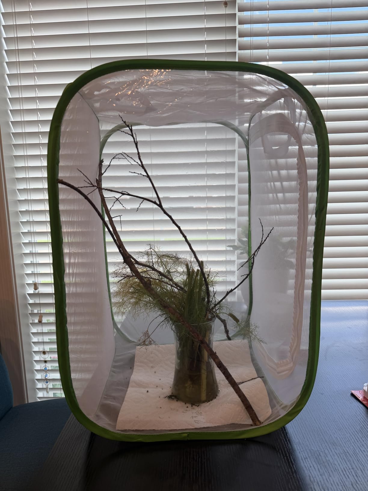 RESTCLOUD Insect and Butterfly Habitat Cage Terrarium Pop-up 23.6 Inches Tall customer photo 1