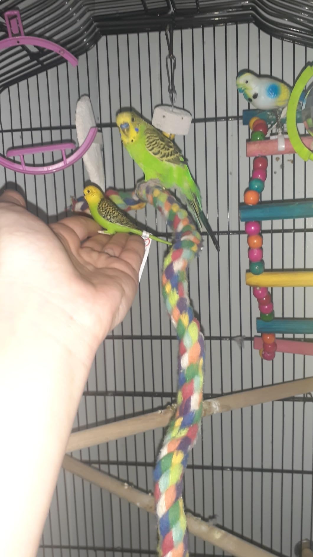 MOJO - Budgerigar (Australian Parakeet) Green | Hand-Painted Toy Figure | Farmland Pet Bird Collection | True to Life & Highly Detailed | Designed in UK customer photo 1