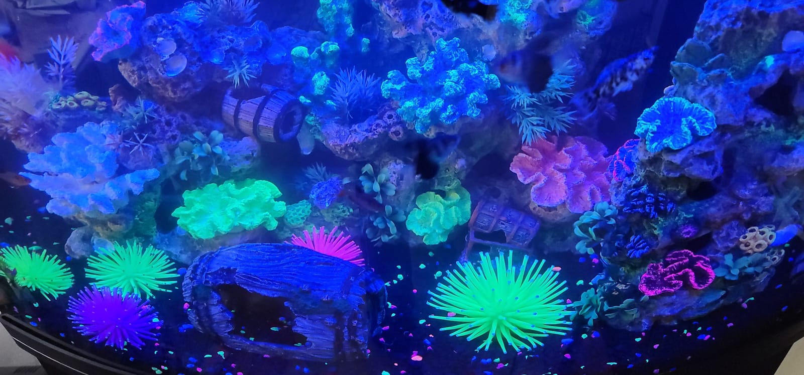 Cosmos Artificial Sea Anemone Ornaments Aquarium Fish Tank Decorations, 5 Pcs in Assorted Colors customer photo 1