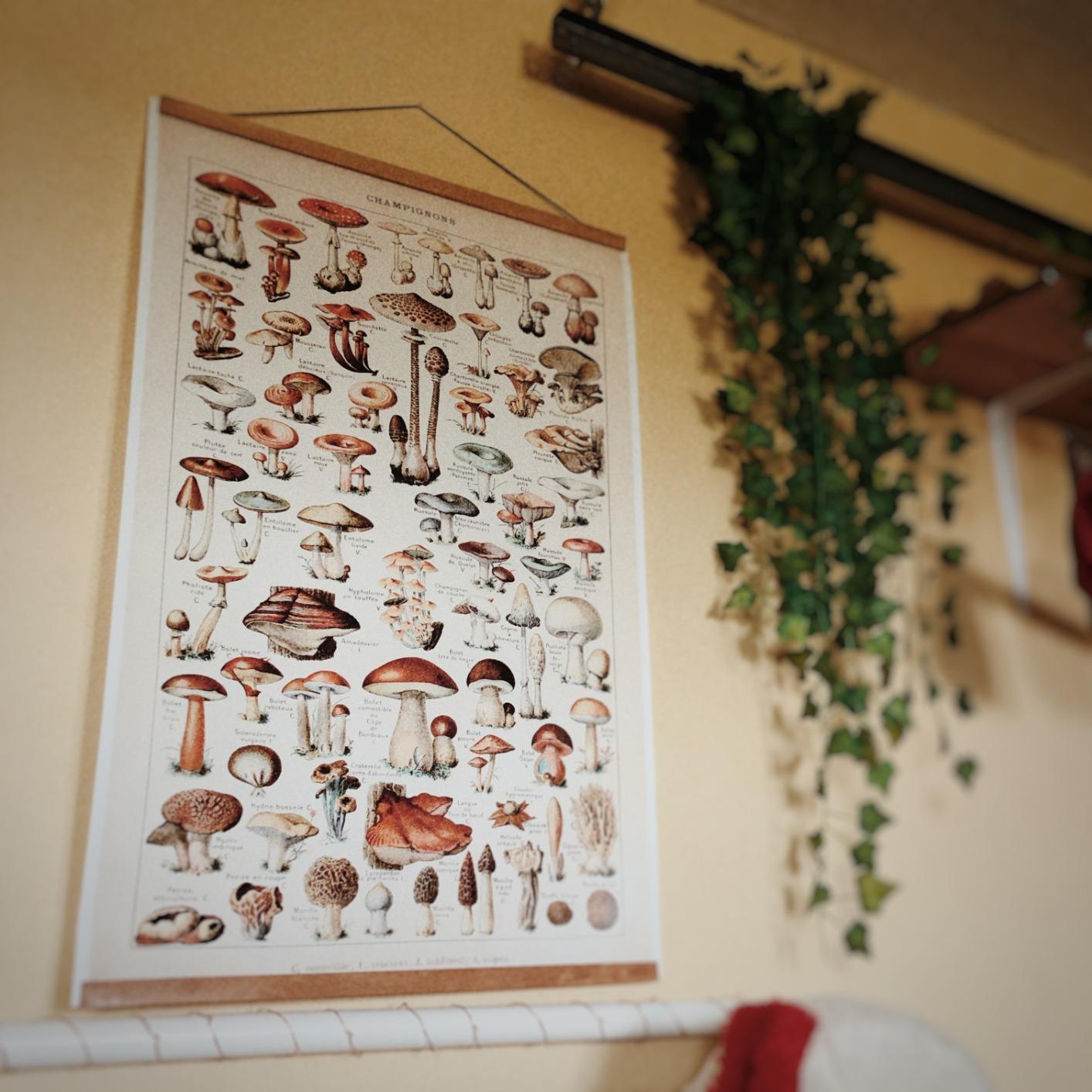 Art Poster Print Mushrooms Champignons Botanical Educational Wall Decor | Vintage Identification Reference Chart Diagram Illustration, Classroom Home Office Scientific Decor, Nature Lovers Gift customer photo 1