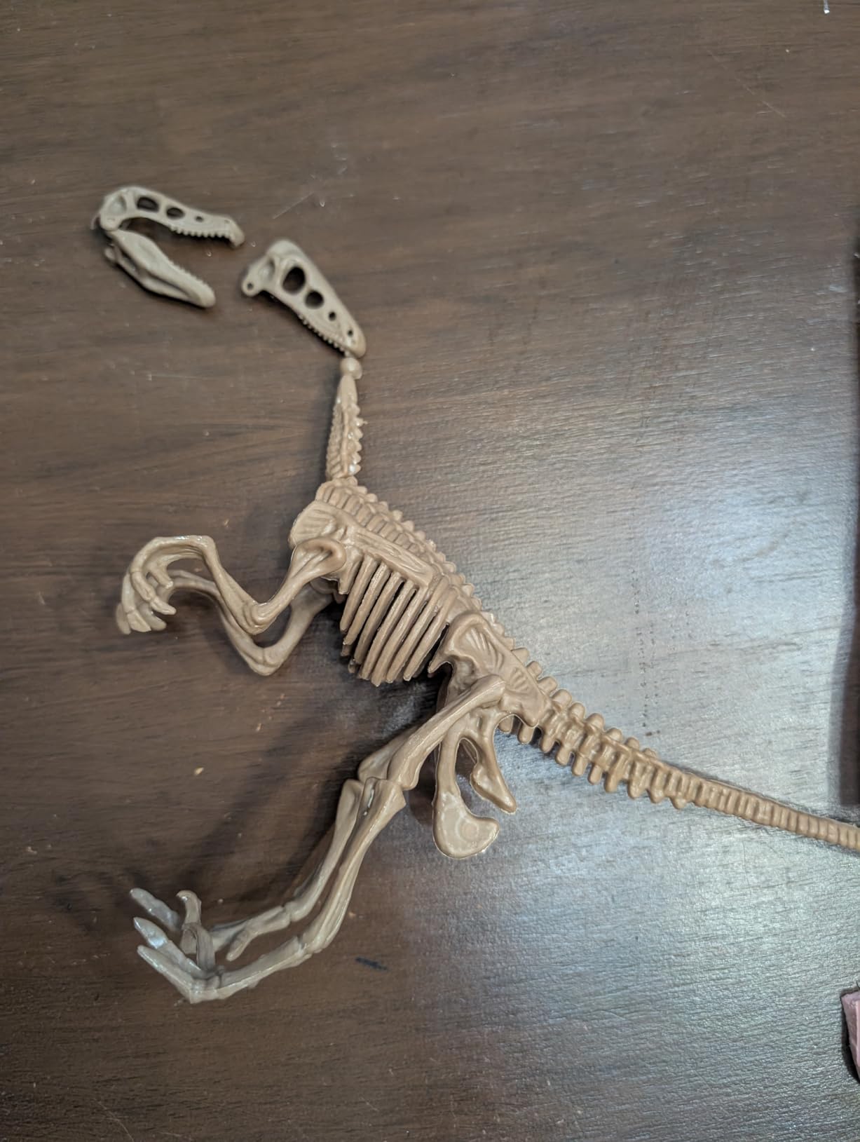 Discovery Dinosaur Fossil Dig Kit - Excavate & Assemble T-Rex & Velociraptor Skeletons| 3D Dino Bones Puzzles| Jurassic Paleontology Toy for Kids| STEM Science Activity Set| Girls & Boys Gift Ages 6+ customer photo 1