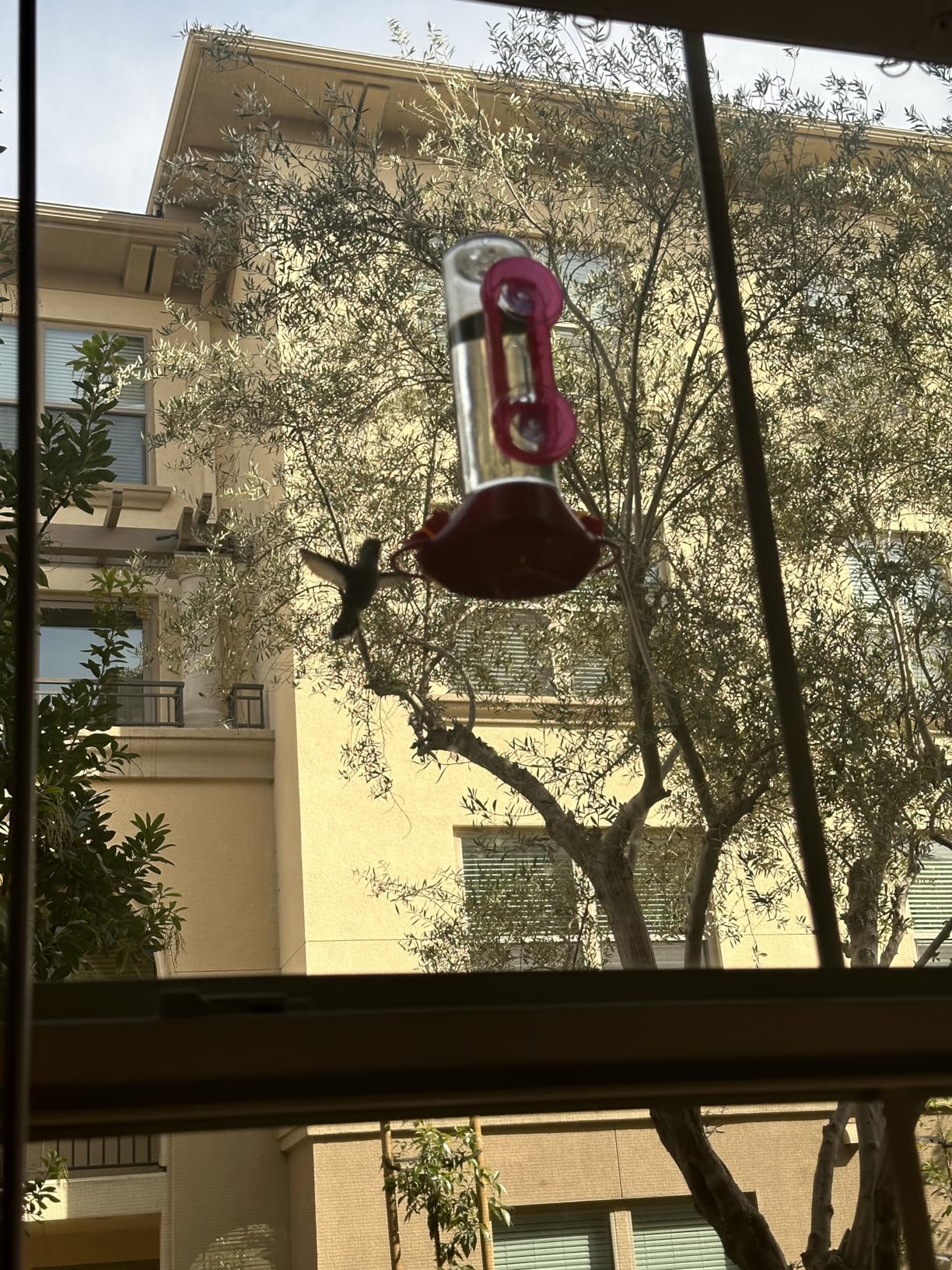 Perky-Pet Window-Mounted Glass Hummingbird Feeder, 14 fl oz Nectar Capacity, Entertaining Bird Watching, Glass Window Bird Feeder customer photo 1