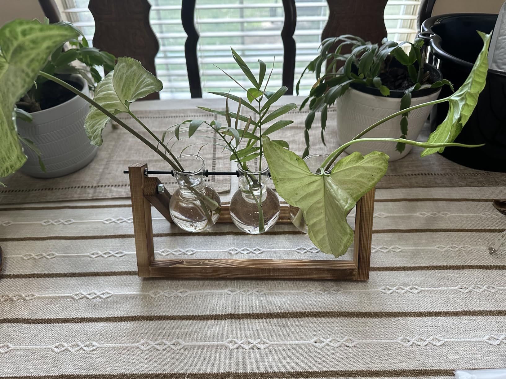 XXXFLOWER Plant Terrarium with Wooden Stand, Air Planter Bulb Glass Vase Metal Swivel Holder Retro Tabletop for Hydroponics Home Garden Office Decoration - 3 Bulb Vase customer photo 2