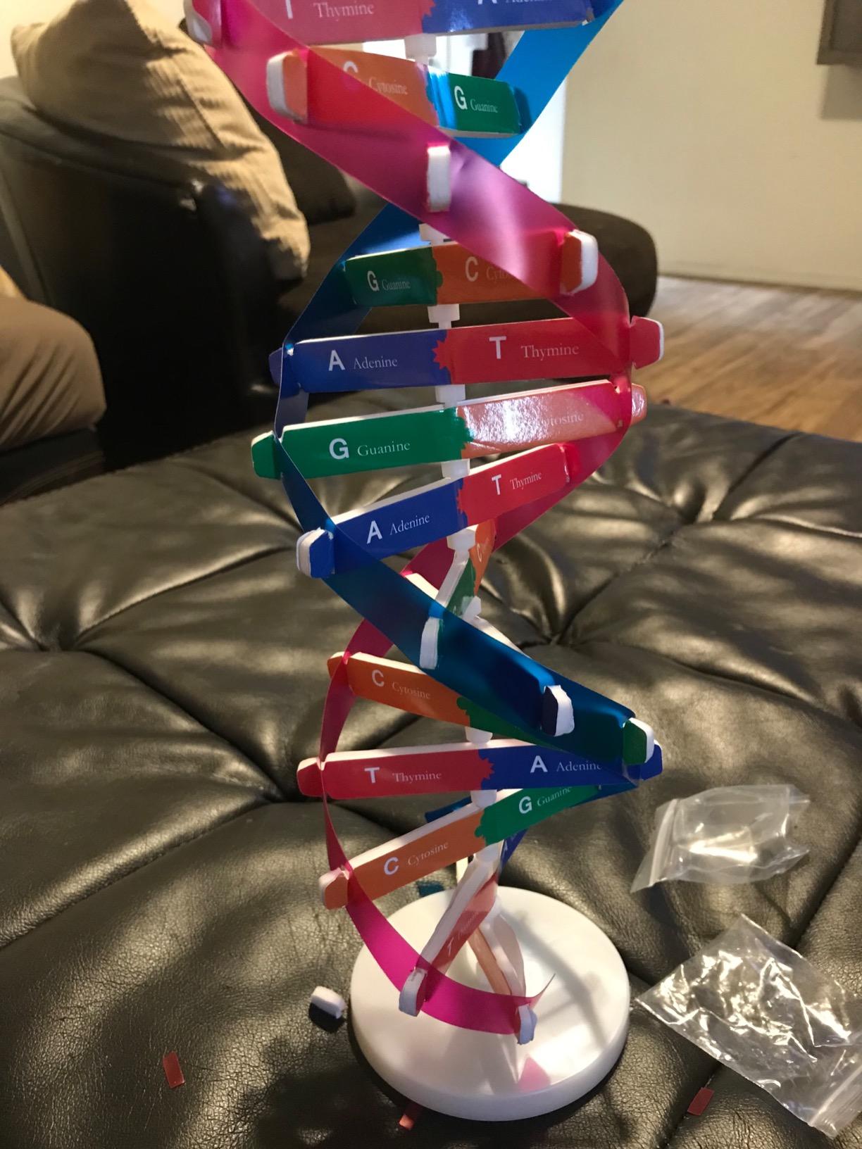 DNA Double Helix Model, Biology Science Educational Aid for Students | Color-Coded DNA Double Helix Model, Hands-On Biology Teaching Aid for Classroom Homeschool Science Fair customer photo 1