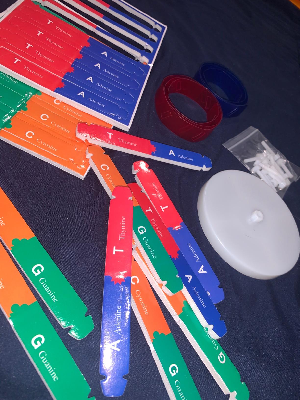 DNA Double Helix Model, Biology Science Educational Aid for Students | Color-Coded DNA Double Helix Model, Hands-On Biology Teaching Aid for Classroom Homeschool Science Fair customer photo 2