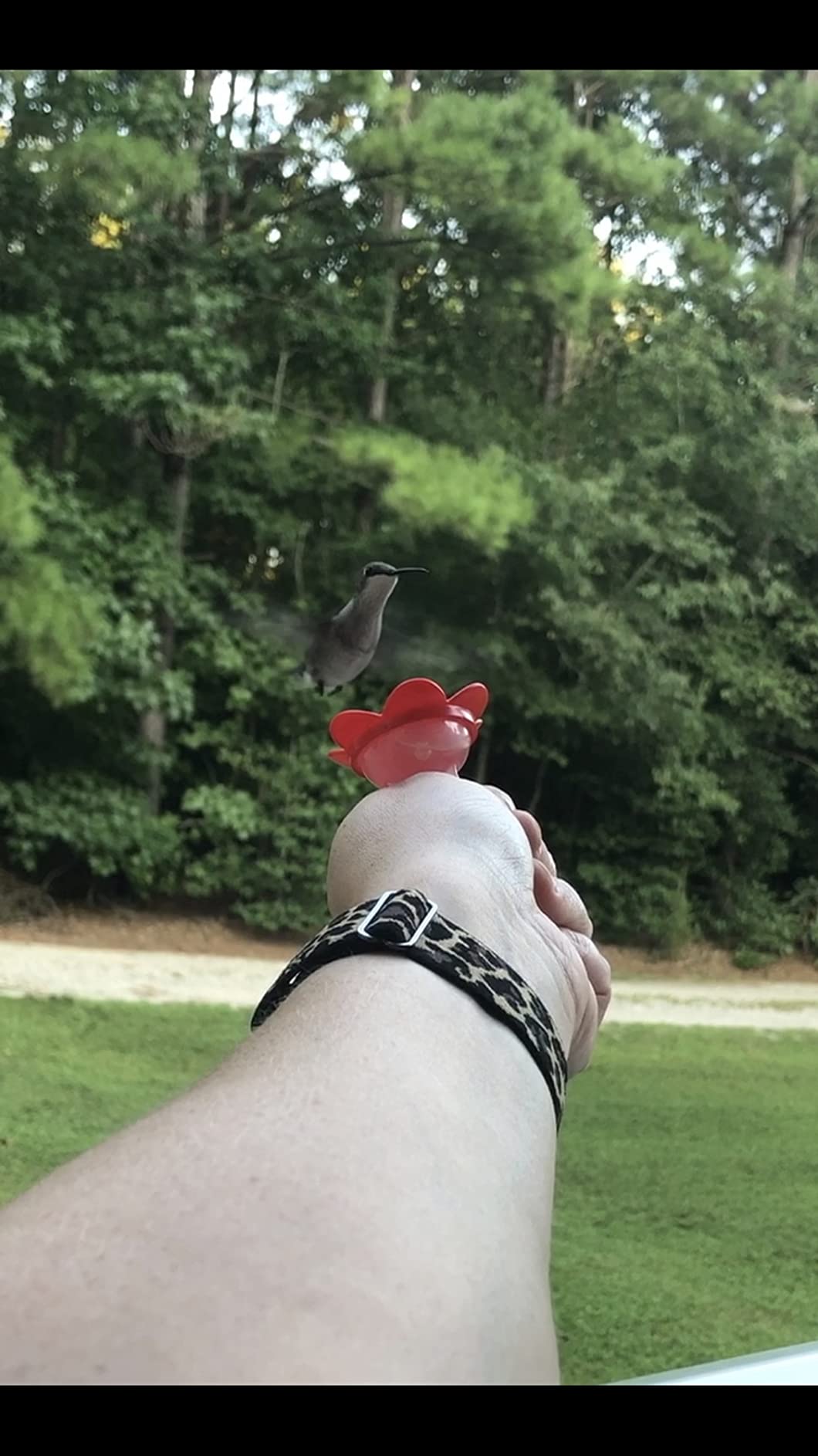 2-in-1 Window Hummingbird Feeder with Suction Cup, Mount to Window or Remove Rings to Hand Feed Hummingbirds, Made in the USA customer photo 1