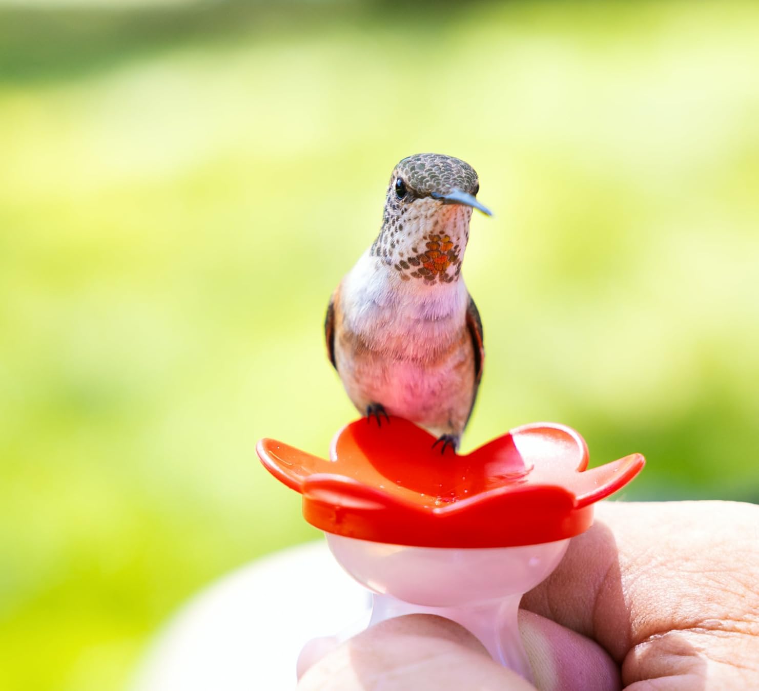 2-in-1 Window Hummingbird Feeder with Suction Cup, Mount to Window or Remove Rings to Hand Feed Hummingbirds, Made in the USA customer photo 2