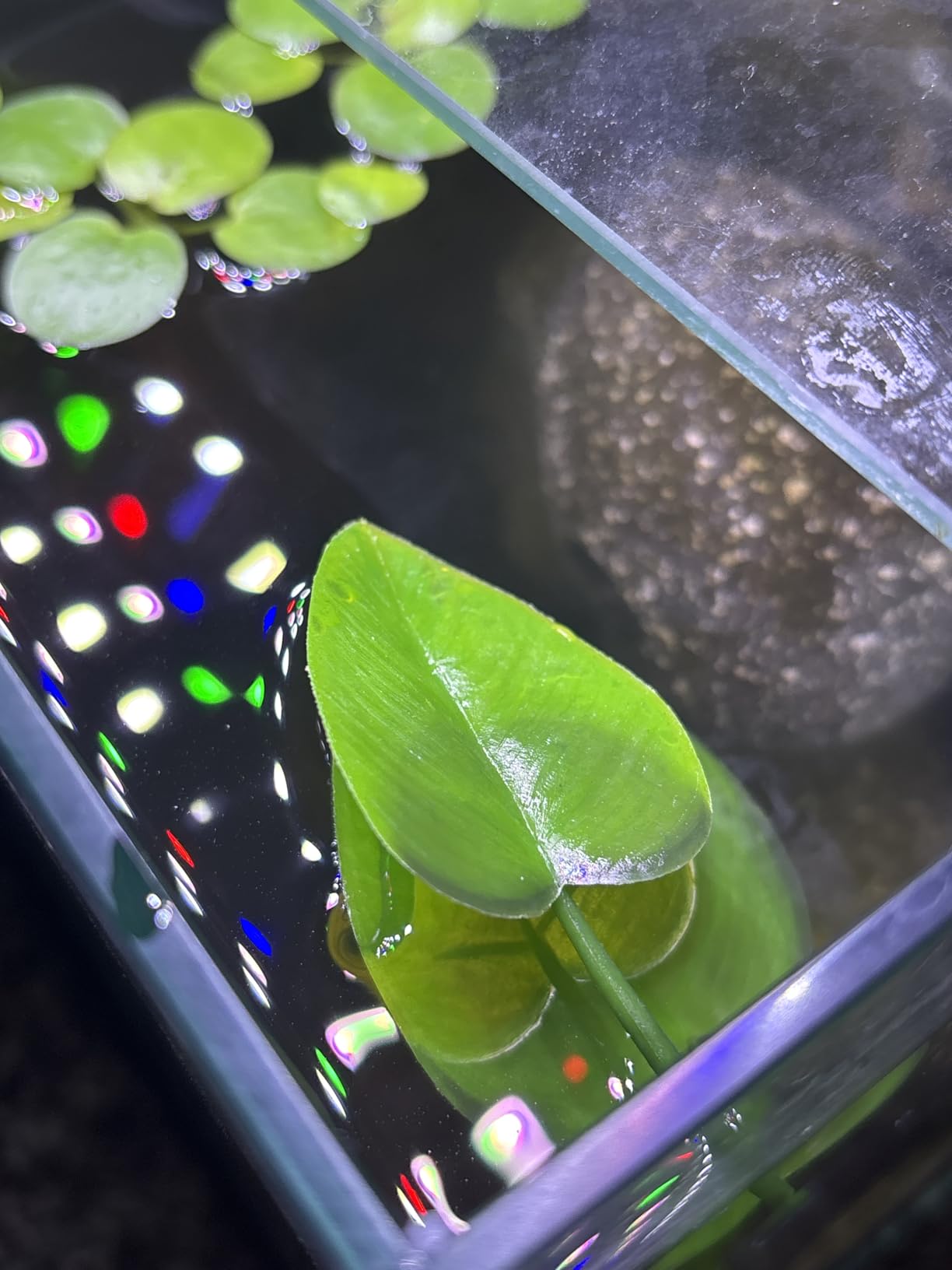 CousDUoBe 2 Pack Betta Fish Leaf Pad Improves Betta's Health by Simulating the Natural Habitat - Natural, Organic, Comfortable Rest Area for Fish Aquarium Ornaments customer photo 2