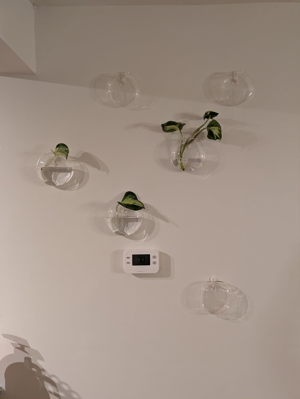 Mkono Wall Propagation Planters, 4 Pack Oblate Hanging Plant Holder Vase | Glass Terrariums Station, Hydroponic Indoor Flowers, Excludes Plants, Bathroom Living Room Office Decor, Gift for Plant Lover customer photo 1
