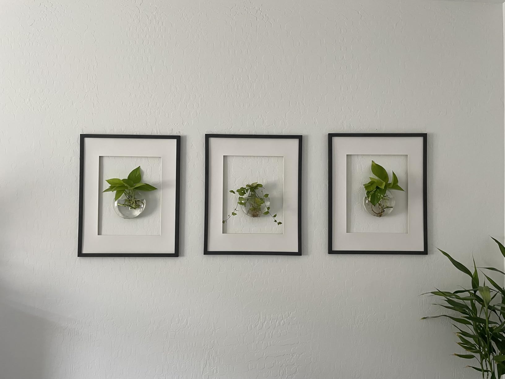 Mkono Wall Propagation Planters, 4 Pack Oblate Hanging Plant Holder Vase | Glass Terrariums Station, Hydroponic Indoor Flowers, Excludes Plants, Bathroom Living Room Office Decor, Gift for Plant Lover customer photo 2