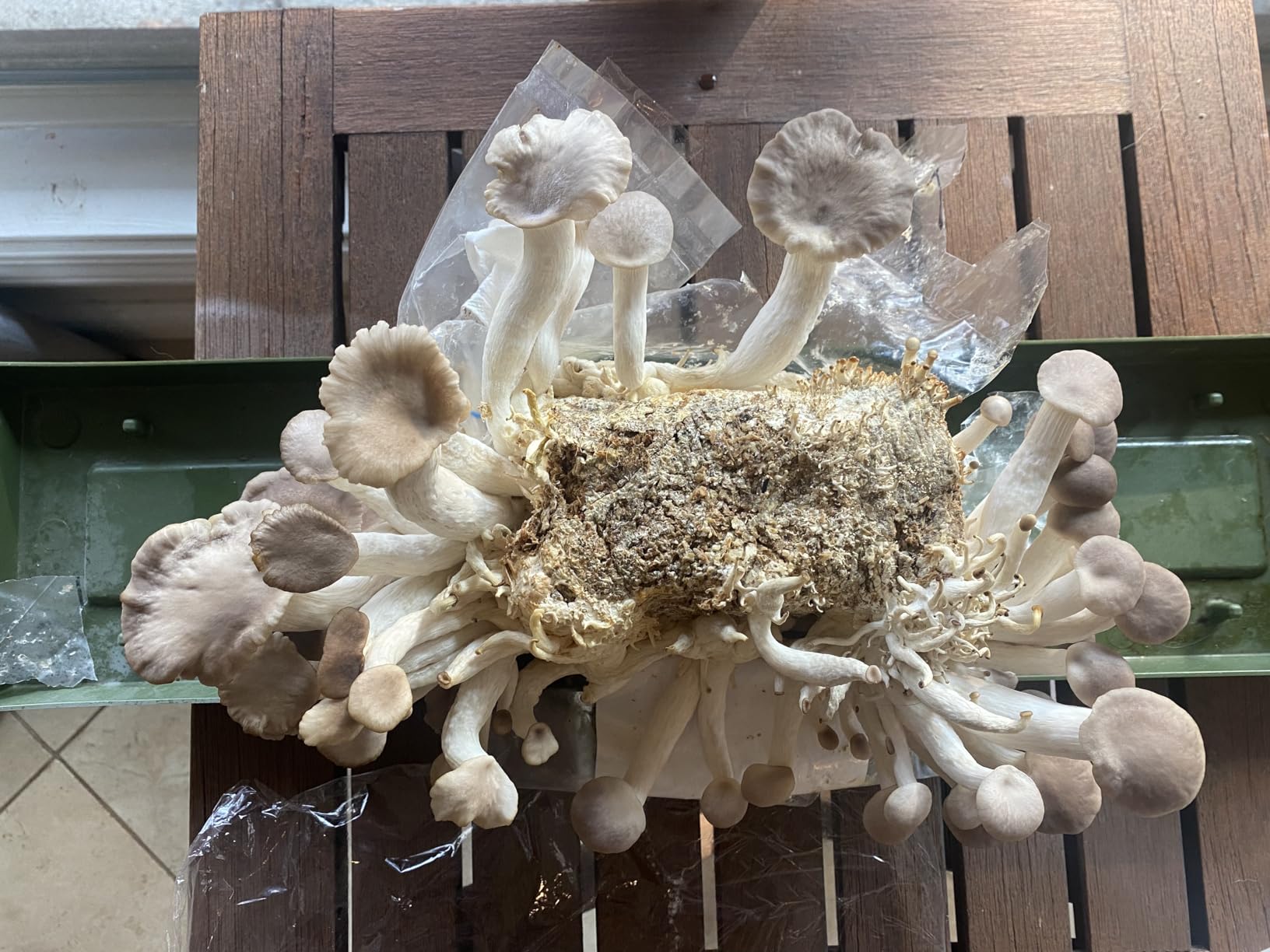Forest Origins Specialty Trio Oyster Mushroom Grow Kit 3-Pack Variety - Beginner Friendly & Easy to Use, Grows in 10 Days | Handmade in California, USA | Top Gardening Gift, Holiday Gift & Unique Gift customer photo 1
