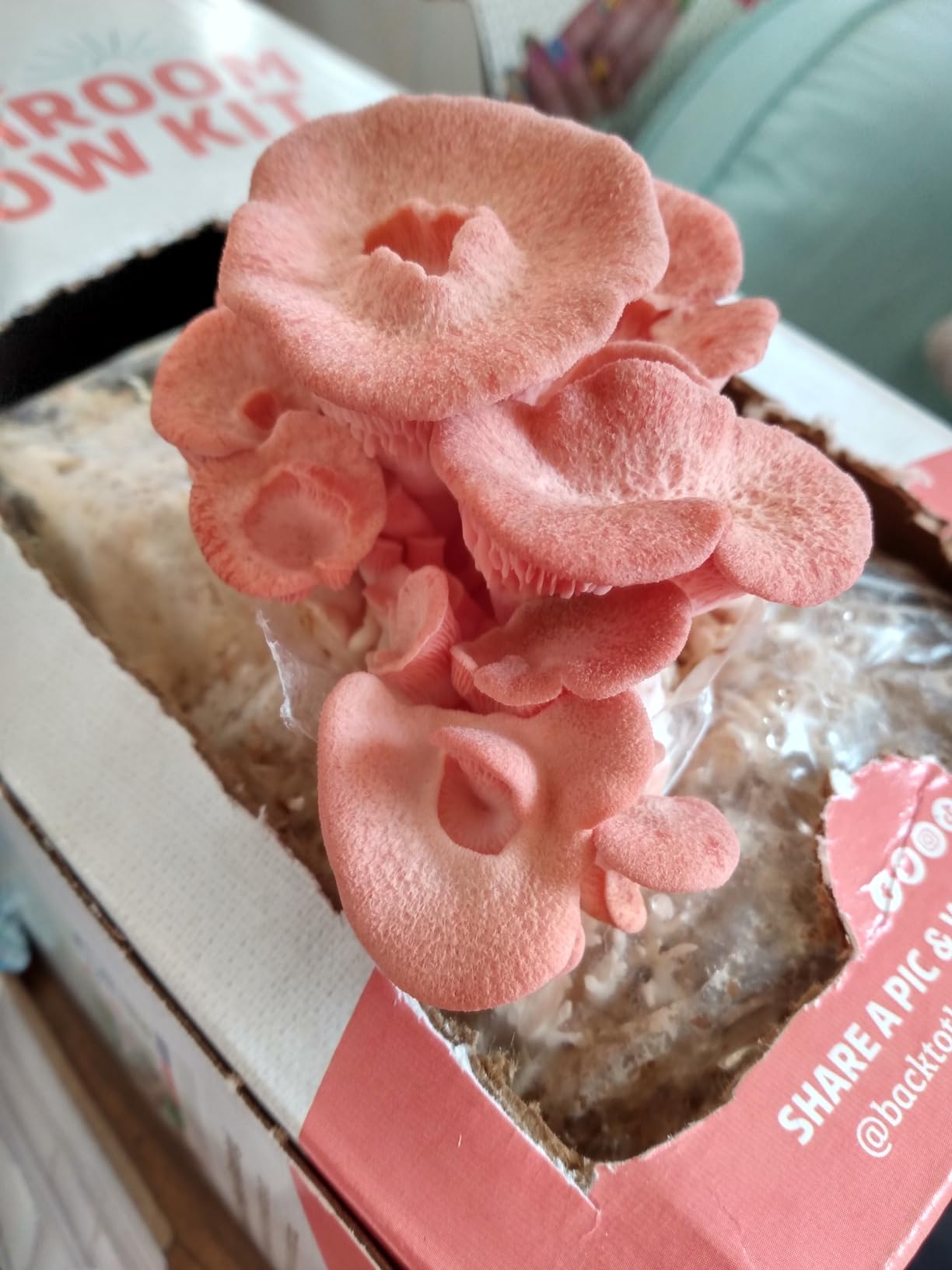 Back to the Roots Organic Pink Mushroom Grow Kit, Harvest Gourmet Mushrooms In 10 Days customer photo 1