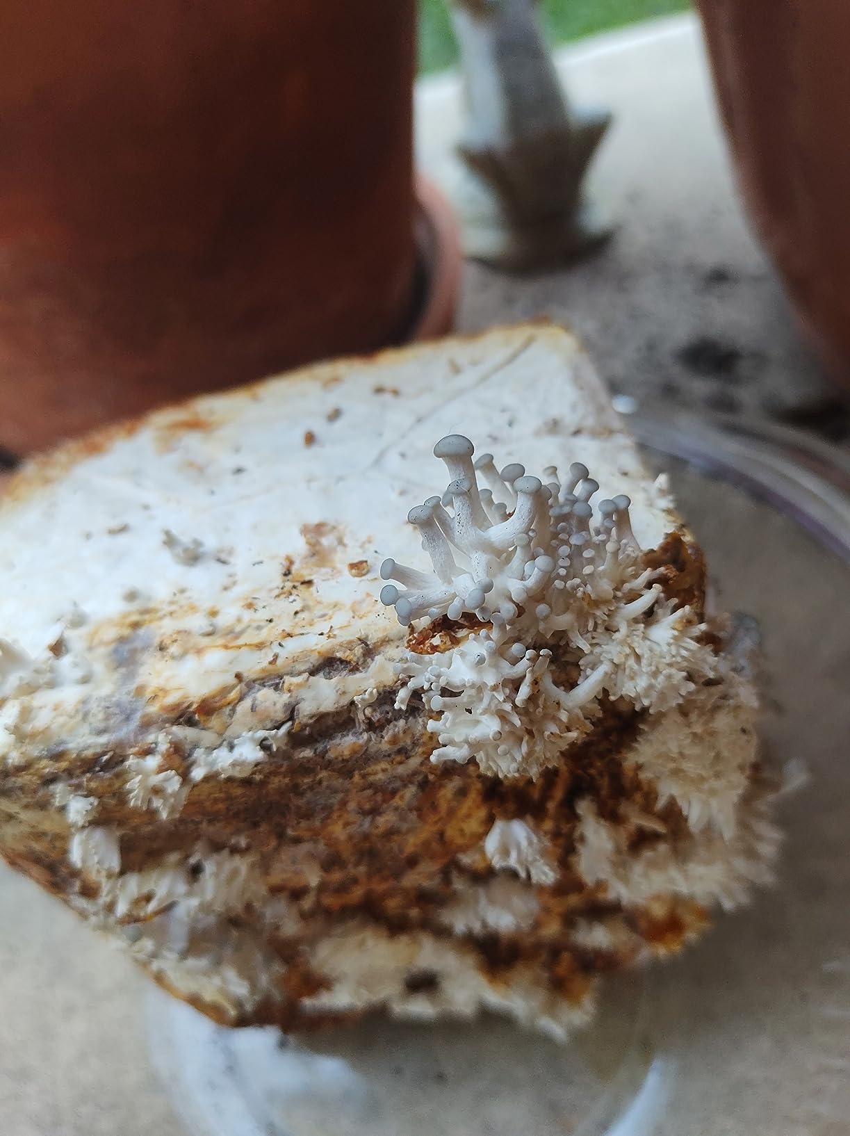 Back to the Roots Organic Pink Mushroom Grow Kit, Harvest Gourmet Mushrooms In 10 Days customer photo 2