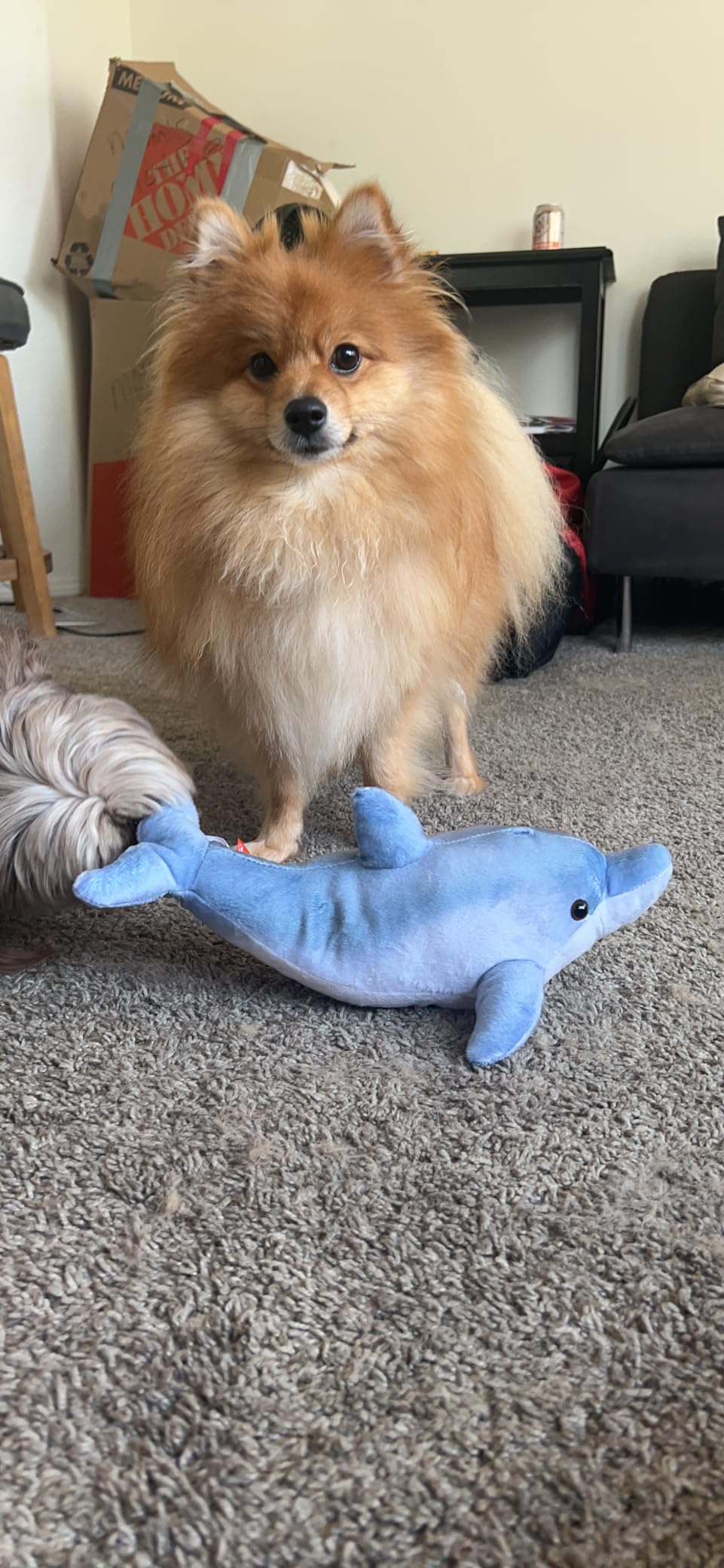Wild Republic Living Ocean Mini Bottlenose Dolphin Stuffed Animal - 12