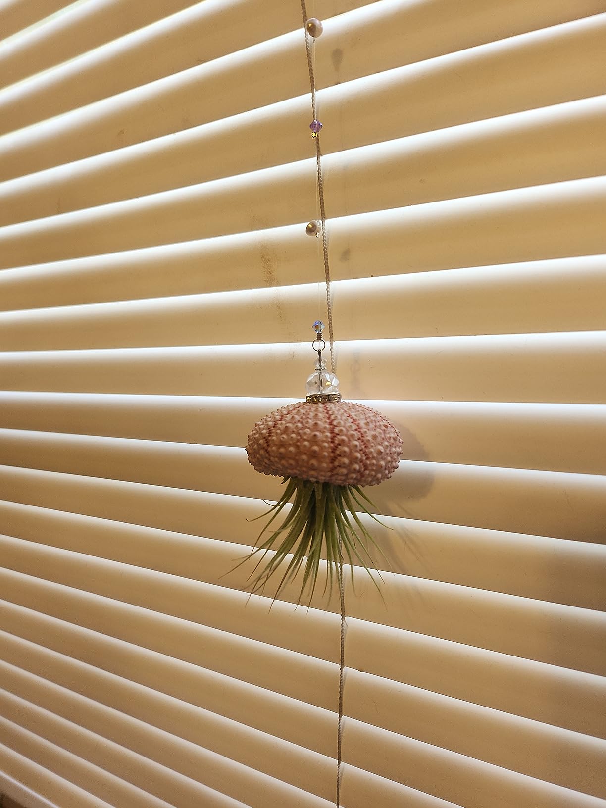 2 Dirty Birds Handmade Hanging Sea Urchin Shell Jellyfish with Live Air Plants, Crystal and Freshwater Pearls, Gift for Family, Friend (2 Pack) customer photo 1