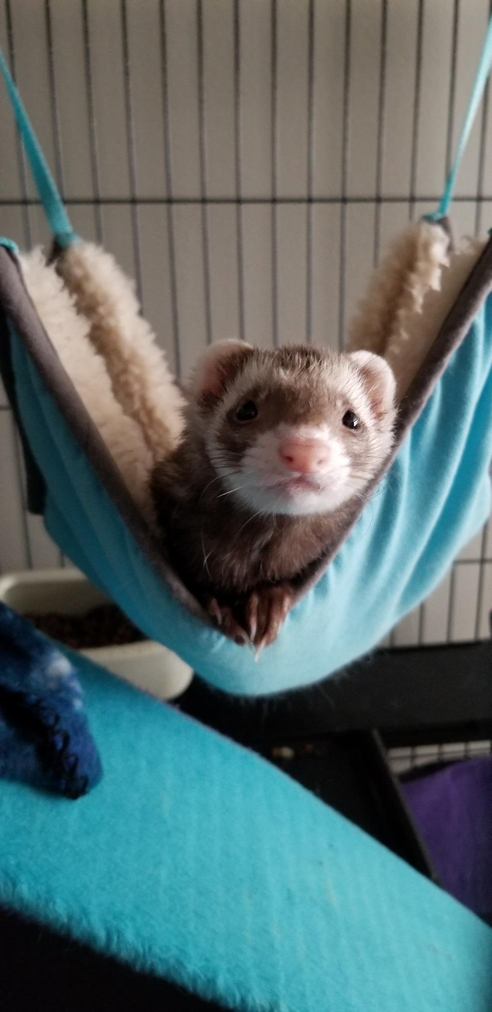 Socksmith Women's Ferret Frenzy customer photo 2