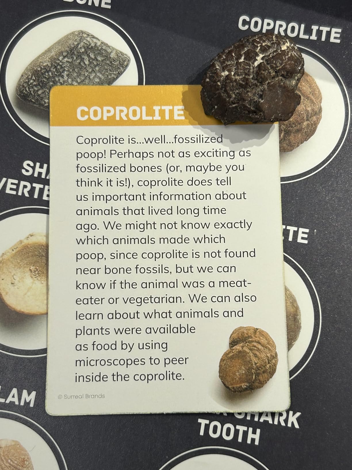 Dan&Darci Dig a Dozen Fossil Bricks - Break Open 12 Blocks and Discover 12 Unique Real Fossils - Basket Stuffers Archaeology Science STEM - Birthday Gift customer photo 1
