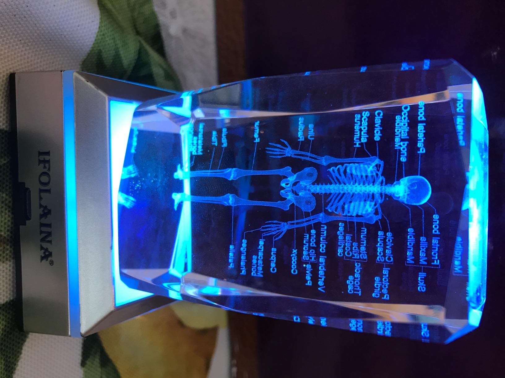 IFOLAINA 3D Human Skeleton Model Anatomy Gifts Crystal Labeled Skeleton Model Medical Figurines Bone Doctor Stuff Named Laser Engraved Gift customer photo 1