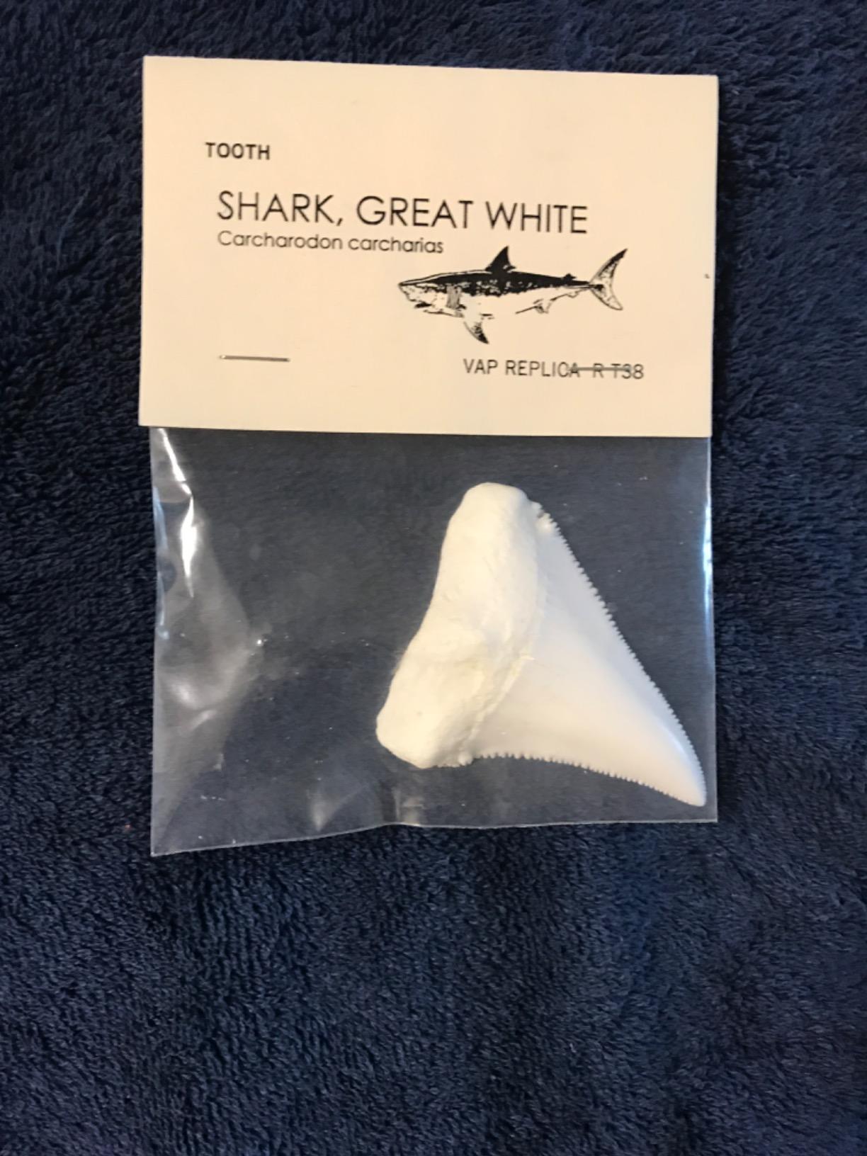 Great White Giant Shark Tooth Replica customer photo 1