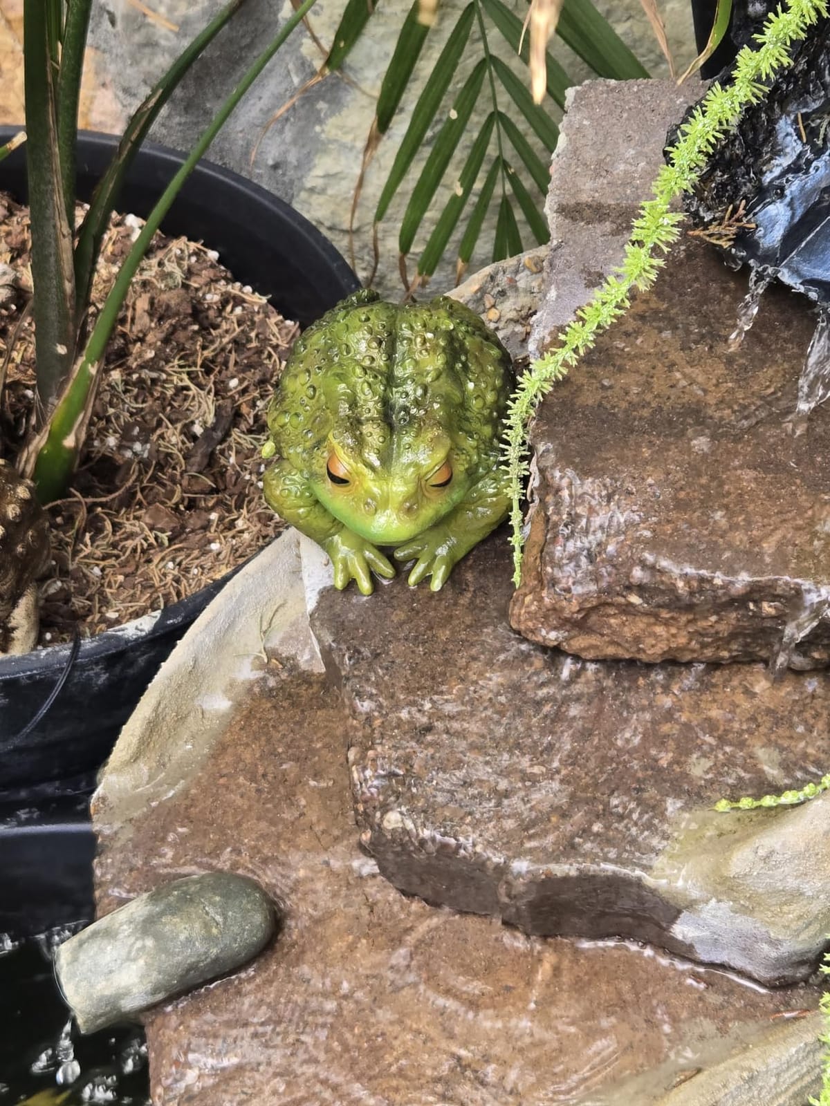 Sunthus Toad Frog Figurine for Outside Garden Resin Statue Outdoor | Yard Decor Art Realistic Sculpture Pond Decoration customer photo 2