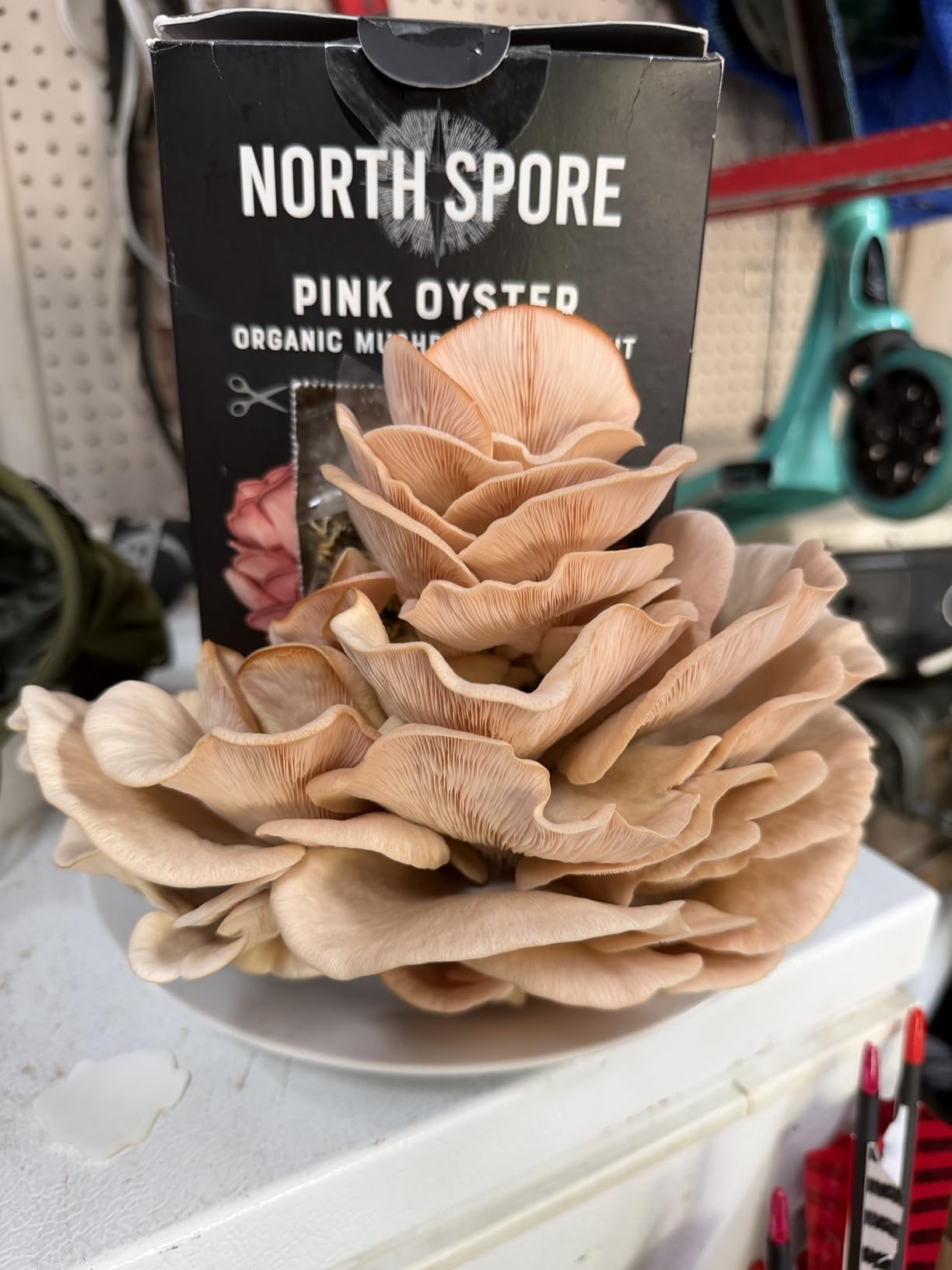 North Spore Organic Pink Oyster Mushroom Spray & Grow Kit (4 lbs) | USDA-Certified Organic, Non-GMO, Beginner-Friendly & Easy to Use | Handmade in Maine, USA customer photo 2
