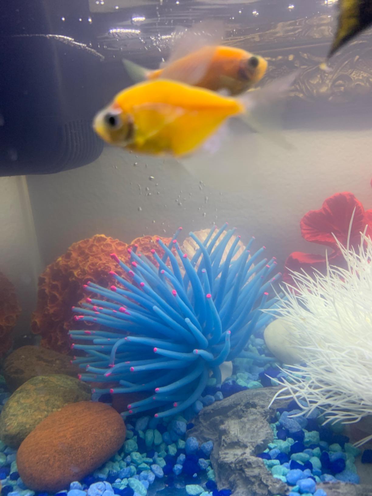 Artificial Soft Anemone Coral Plant Fish Tank Decor, Blue | Aquarium Silicone Aquarium Ornament Decoration customer photo 2