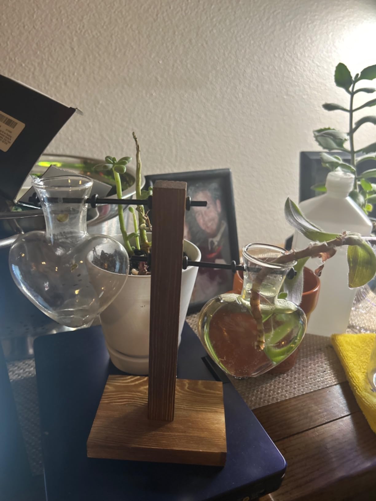 XXXFLOWER Plant Propagation Station Terrarium Wooden Stand 2 Love Bulb Vase | Flower Glass Vase Plant Desktop Holder, Home Garden Office Decor for Birthday Gift for Women Plant Lover customer photo 2